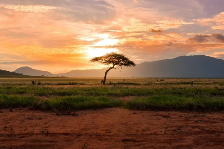 Drzewo w Afryce